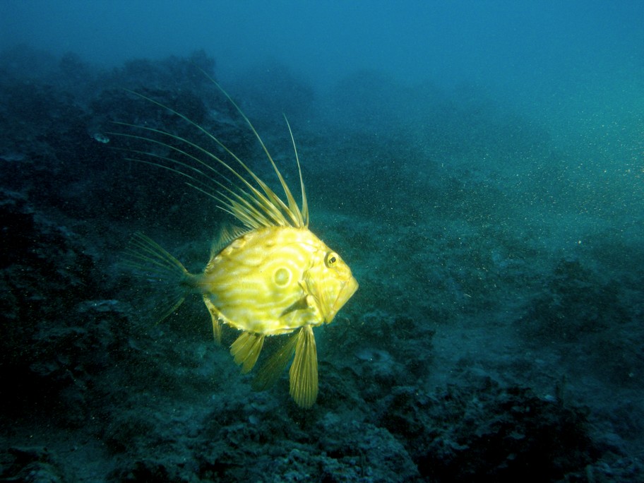 Zeus faber (Pesce San Pietro)